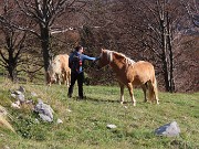 42 Un cavallo si lascia accarezzare